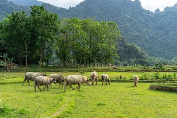 The buffalo in the field and real beauty of village lifestyle, air is fresh, more closer to nature, environment is good.