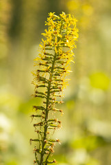Gelbe Blumen - Kreuzkraut (Ligularia przewalskii - The Rocket)   