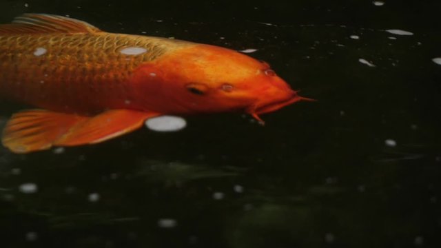 Slow motion of an orange KOI carp swimming and eating in a pond. Decorative bright fish floats in a pond.