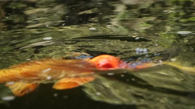 Orange KOI carp swimming and eating in a pond. Decorative bright fish floats in a pond. Slow Motion and Close-up.