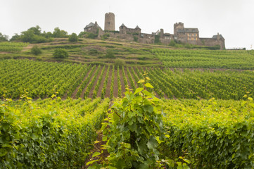 Fototapeta na wymiar zamek na wzgórzu obok winnicy