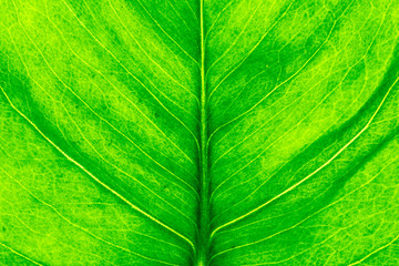 Closeup image of natural leaf pattern background