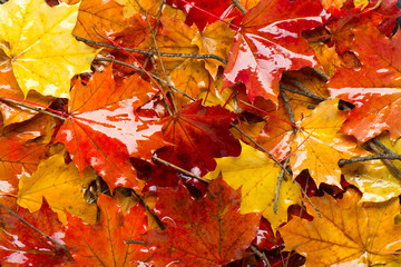 Wet autumn leaves background