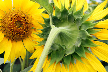 sunflower close up agriculture summer season