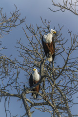 African fish eagle in Kruger National park, South Africa ; Specie Haliaeetus vocifer family of Accipitridae