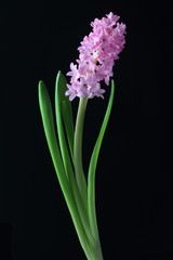 Obraz premium Folwers