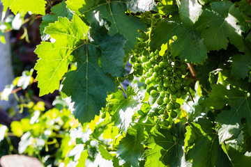 Unripe bunch of round green grapes closeup. Fresh green grapevines with immature grape berries and lush foliage. Summer time at vineyard