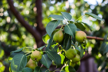 On the tree grow green fresh pears. Pear tree with pears. sunny day