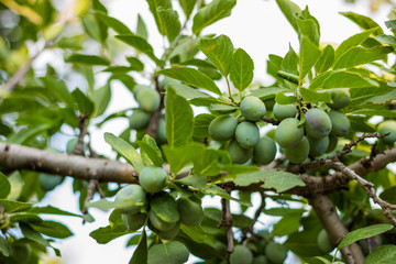 Green plums on the tree. Green fresh plums grow on the tree. Plum tree with plums. sunny day