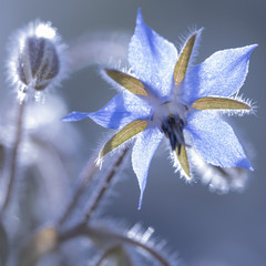 Blaue makro Blüten des Borretsch (Borago officinalis)