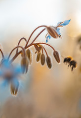 Blaue makro Blüten des Borretsch (Borago officinalis)