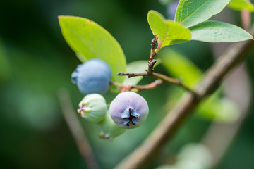 Berry blueberries on a branch