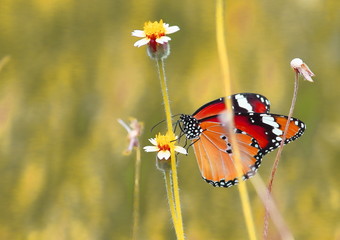 close up beautiful butterfly in fresh nature