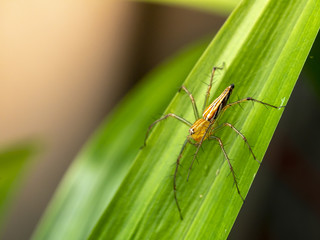 spider on green leaf
