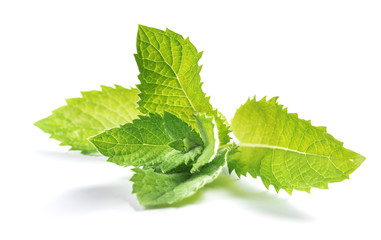 Fototapeta premium branch of sage isolated on white background