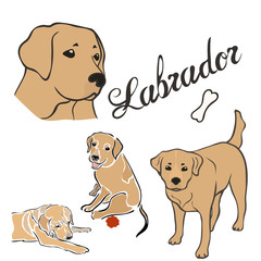 Labrador dog breed vector illustration set isolated. Doggy image in minimal style, flat icon. Simple emblem design pet shop, zoo ads, label design animal food package element. Realistic dog sign.