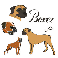 Boxer dog breed vector illustration set isolated. Doggy image in minimal style, flat icon. Simple emblem design for pet shop, zoo ads, label design animal food package element. Realistic dog sign