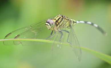 close up beautiful dragonfly in fresh natural