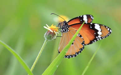 close up beautiful butterfly in fresh nature