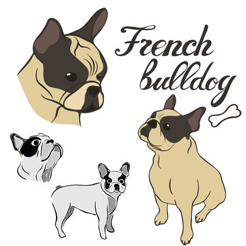 French Bulldog breed vector illustration set isolated. Doggy image in minimal style, flat icon. Simple emblem design for pet shop, zoo ads, label design animal food package element. Realistic dog sign