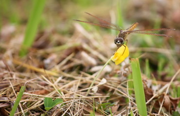 close up beautiful dragonfly in fresh nature