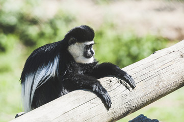 Obraz premium Singe colobe guéréza