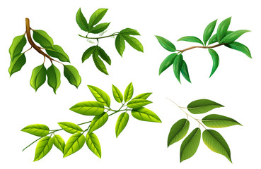 A set of tree branch