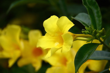 Fototapeta na wymiar beautiful Yellow Allamanda fresh flower in garden