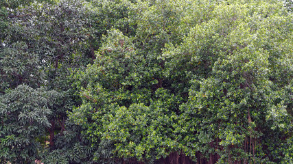 Banyan and leaf in the tree 