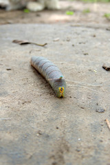 Caterpillar on a green leaf close up.