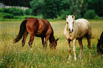 Naklejka na ściany i meble Horses in a field, landscape