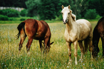 Horses in a field, landscape