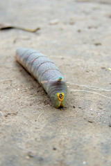 Caterpillar on a green leaf close up.