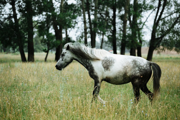 Portrait of pinto horse in summer