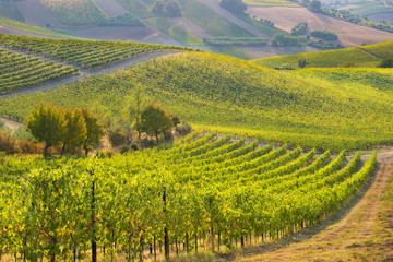 Fototapeta na wymiar Beautiful vineyard on hills