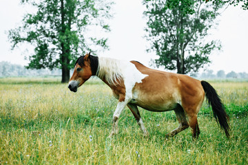 Portrait of pinto horse in summer