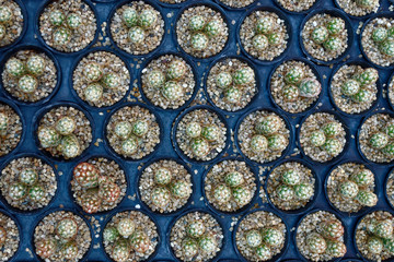 cactus  pattern on top view 