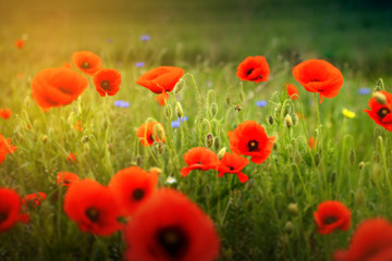 Green field and poppies