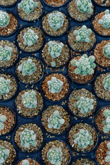 cactus  pattern on top view 