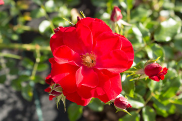 Red flower on green grass