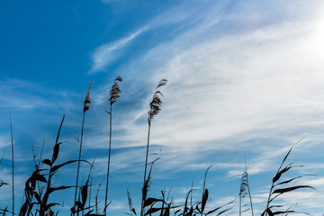 Reeds under the cloudy and sunny blue sky