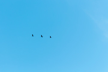 Birds flying under the blue sky