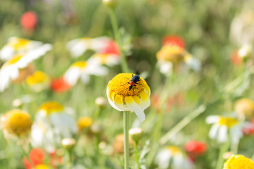 Bug on a daisy in a field of colorful flowers