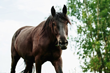 Portrait of black horse in summer