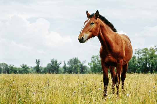 Portrait of red horse in summer