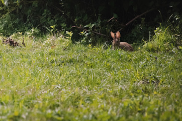 Bunny