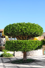 Beautiful green tree on the territory of modern hotel