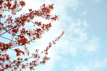 Beautiful blossoming branches outdoors