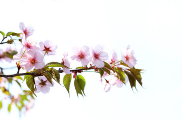 Obraz premium Branch of beautiful blossoming tree on sky background