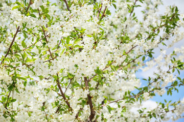 Branches of beautiful blossoming tree on sunny day